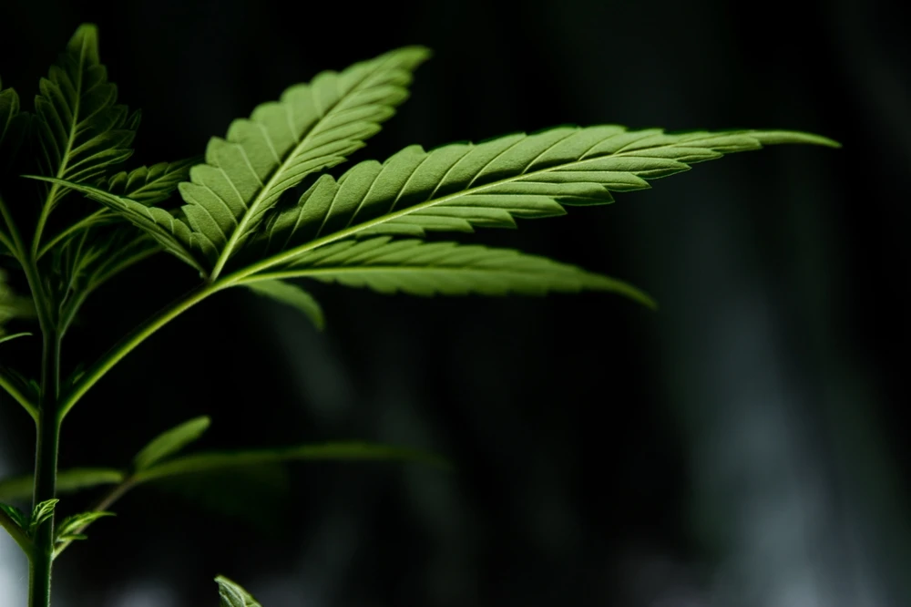 Cannabisplant-uitvergroot Uitvergroting van het blad van een cannabisplant tegen een zwarte achtergrond.